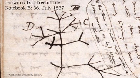 Piecing together Charles Darwin's evolution