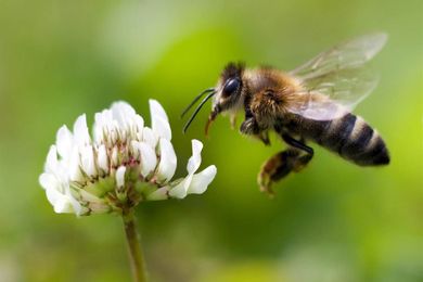 Scientists have some wild ideas for solving our big bee problem
