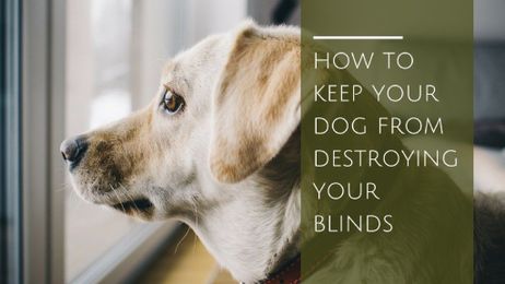 How to Keep Your Dog from Destroying Your Blinds