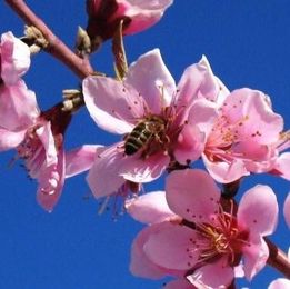 Pollenizer tree may not be needed to produce fruit