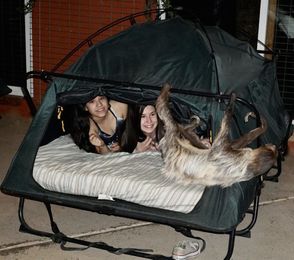 Have You Ever Dreamed Of Chilling Out With Sloths? Now's Your Chance.