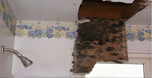 You Need To Know These Signs Of Mold Sickness