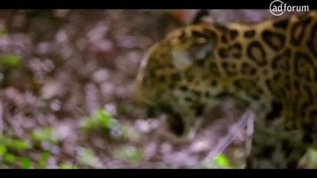 Where is my Otorongo? by FCB Mayo