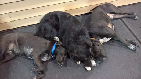 It Takes A Day Care To Raise A Dog