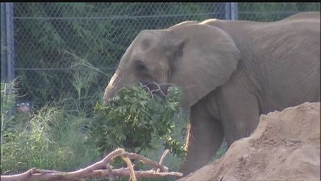 On Your Side: Turn your trees into food for Dallas Zoo's elephants