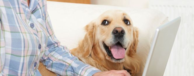 Pets-as-a-Factor Authentication: Secure Access with a Bark, Meow, or Hiss