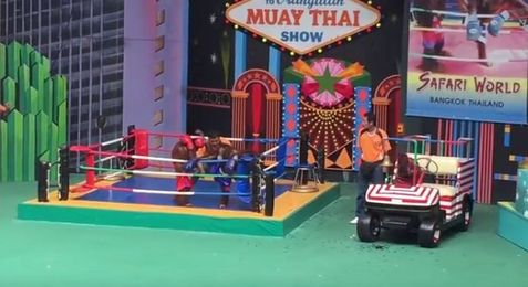 Stop Forcing Orangutans to Perform in Boxing Matches