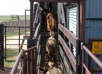 Calf and feeder prices show wear