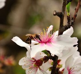 Honey Bees Are in Danger and it Could Leave Us Hungry for Almonds