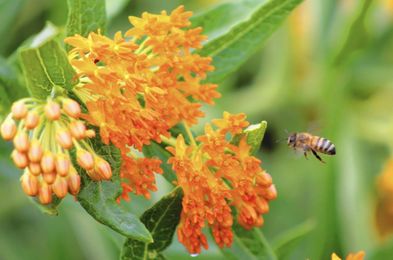 Native plants in the yard offer benefits to gardens, gardeners: program