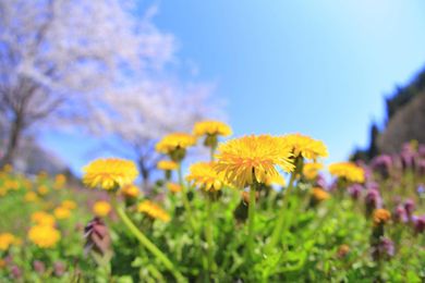 Dandelions: Prevention and Control