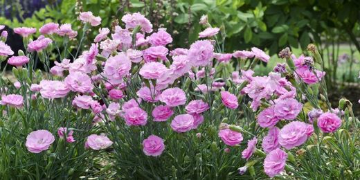 10 Fragrant Plants That Will Make Your Garden Smell Amazing