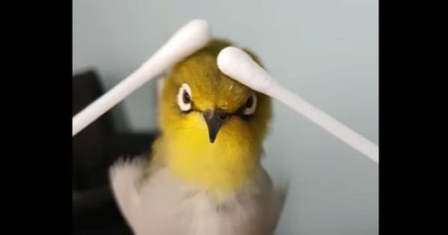 Soothing massage is too much for tiny bird