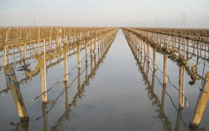 Flood Valley fields: Farmer incentives would pump up aquifer recharge