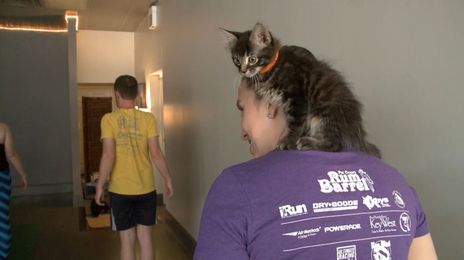 Kitten yoga takes fun and relaxation to another level