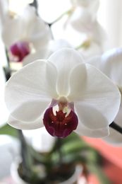 How I Get Orchids to Re-Bloom
