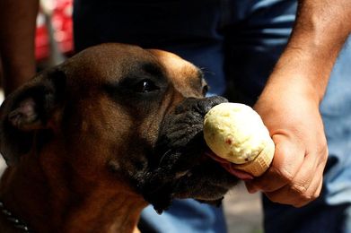 Ice Cream Is Going To The Dogs In Mexico City