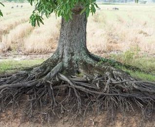 When Do Tree Roots Grow the Most?