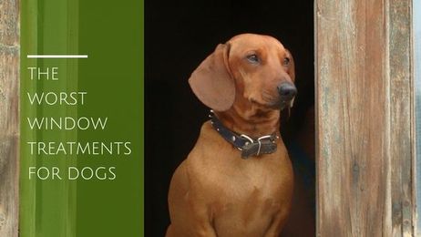 The Worst Window Treatments for Dogs