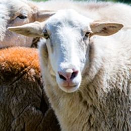 Don’t get fleeced! Know your sheep facts