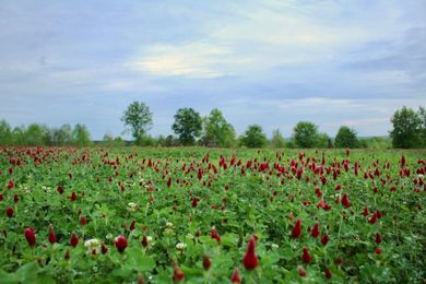 Food Plots for Deer: Should You Plant Annuals Or Perennials?