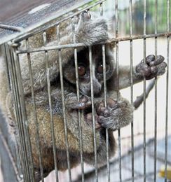 Snatched from the wild to delight humans