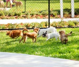 Your Canine Etiquette Guide: Dog Park Do's