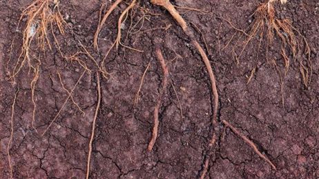 Digging Deeper into Healthy Soils