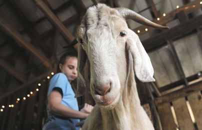 This Old Goat: When bad times lead to a good life for lucky goats