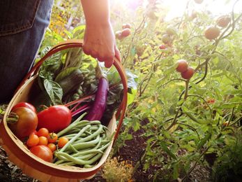 4 Points to Consider, Before You Plant Your Vegetable Garden