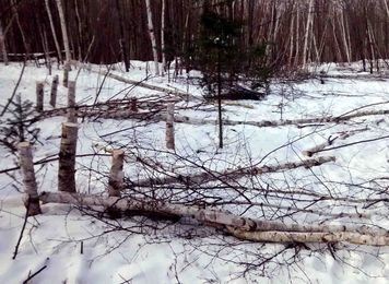 Birch Thefts Pressure An Already Declining Resource