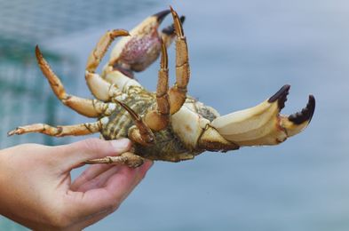 Getting to Know the Peekytoe Crab