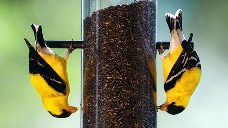Hang Up A Bird Feeder Where You Can See It