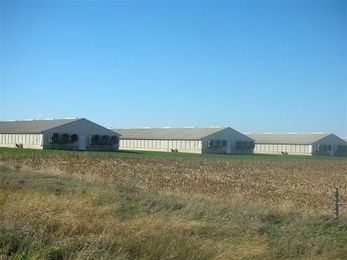 Tougher Rules for Large Animal Confinements ?