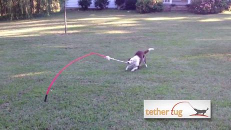 The Best Dog Toy Ever! Tether Tug Outdoor Dog Toy