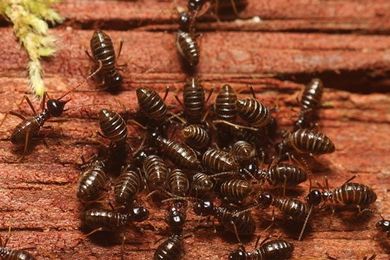 Don't Ignore Your Termite Signs After Rain