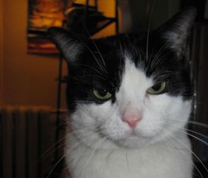 Is United Debt Counselors Being Straight About Bankruptcy?