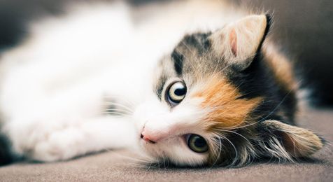 Are All Calico Cats Female? The Gender and Color Link In Female Cats