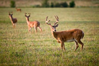 Deer Protein Feed: How to Improve Quality