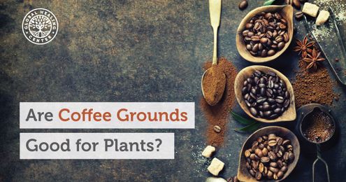 Are Coffee Grounds Good For Plants?