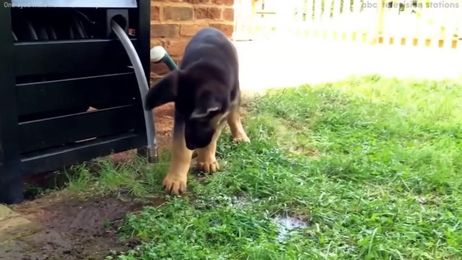 Cute dog gets intrigued by hose