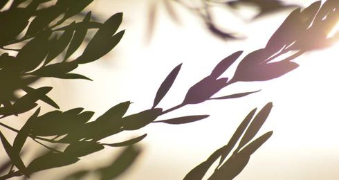 9 Divine Facts About the Olive Tree
