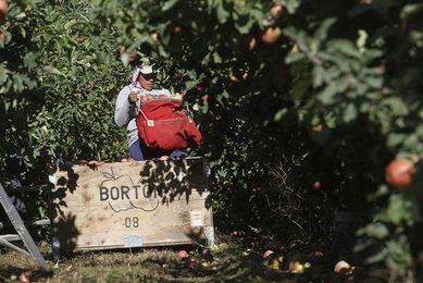 A robot that picks apples? Replacing humans worries union