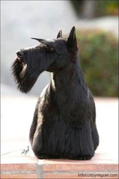 30 Different Dog Grooming Styles