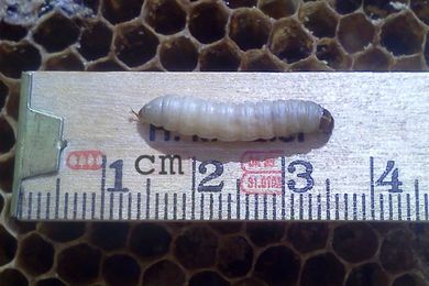 Could this tiny bug help solve our big plastic bag problem?