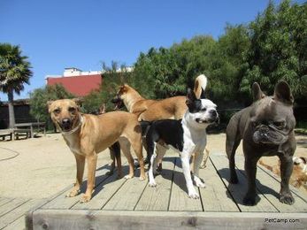 Call it CIRD or Bordetella but not Kennel Cough