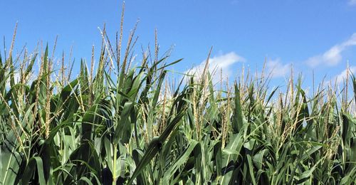 New utility tractors, big door tech and a super drone sensor