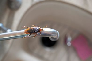 Google Technology Is Helping Exterminators Kill Bugs Faster