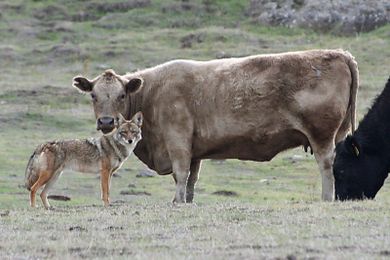 Did a Coyote Die for Your Burger? The Livestock Industry and Lethal ‘Predator’ Control Methods