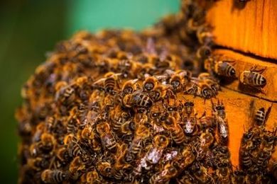 How to Safely Remove a Beehive